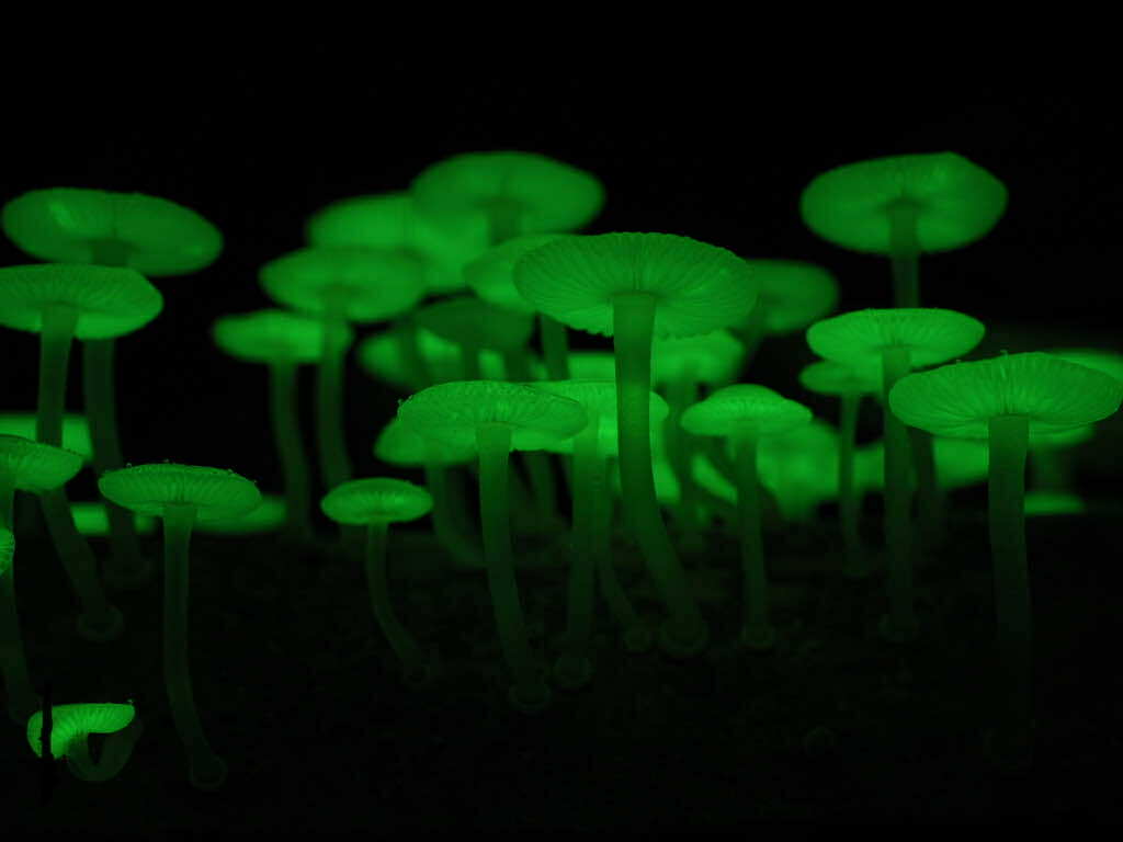 八丈島の夜の森で緑色に光るキノコ